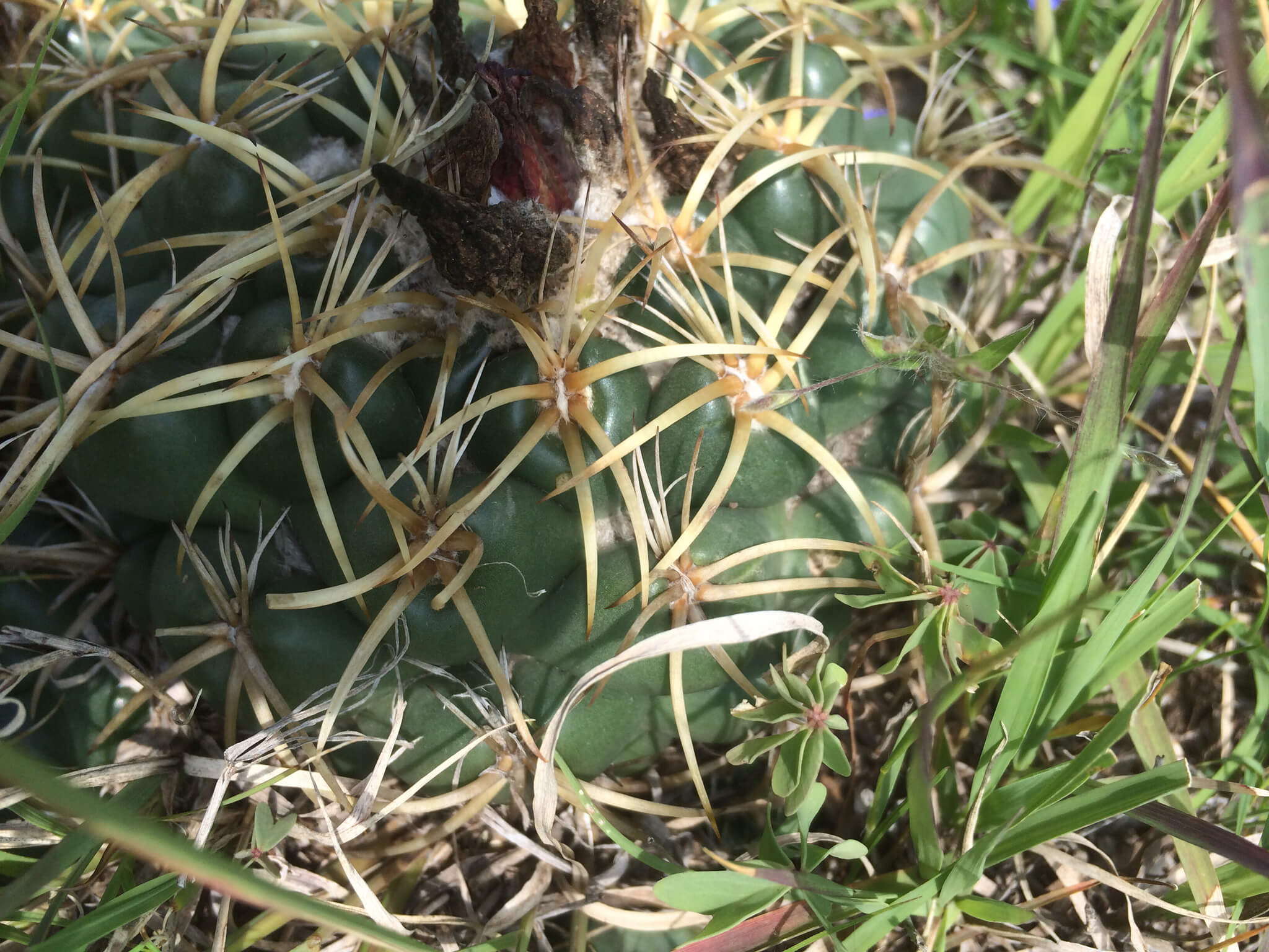 Coryphantha elephantidens